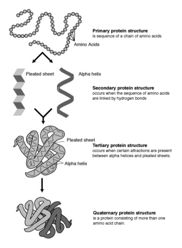 Diseño de proteínas con IA: de la simulación al laboratorio