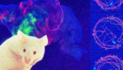 Ratones con cerebro humano: avance en neurociencia de Stanford